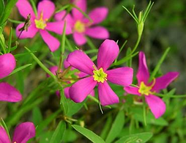 Sabatia_arkansana_research_landing